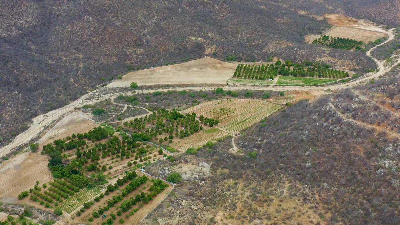 High aerial frame over La Playita Los Cabos showing a central orchard block, tan field parcels, branching dirt roads, dry hills, and no visible people.
