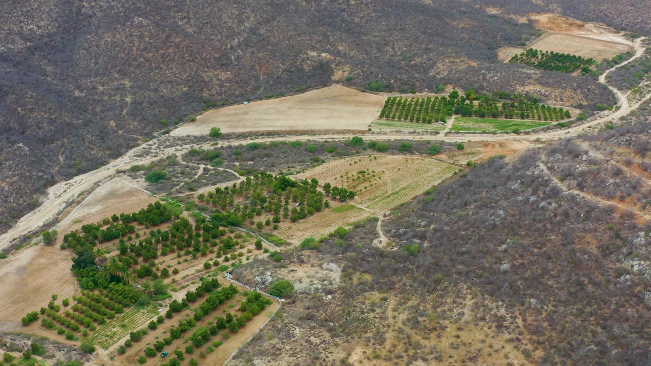 Aerial view in La Playita Los Cabos with green plantation rows near the lower frame, a pale field band to the left, dry brushy hills to the right, and no visible people.