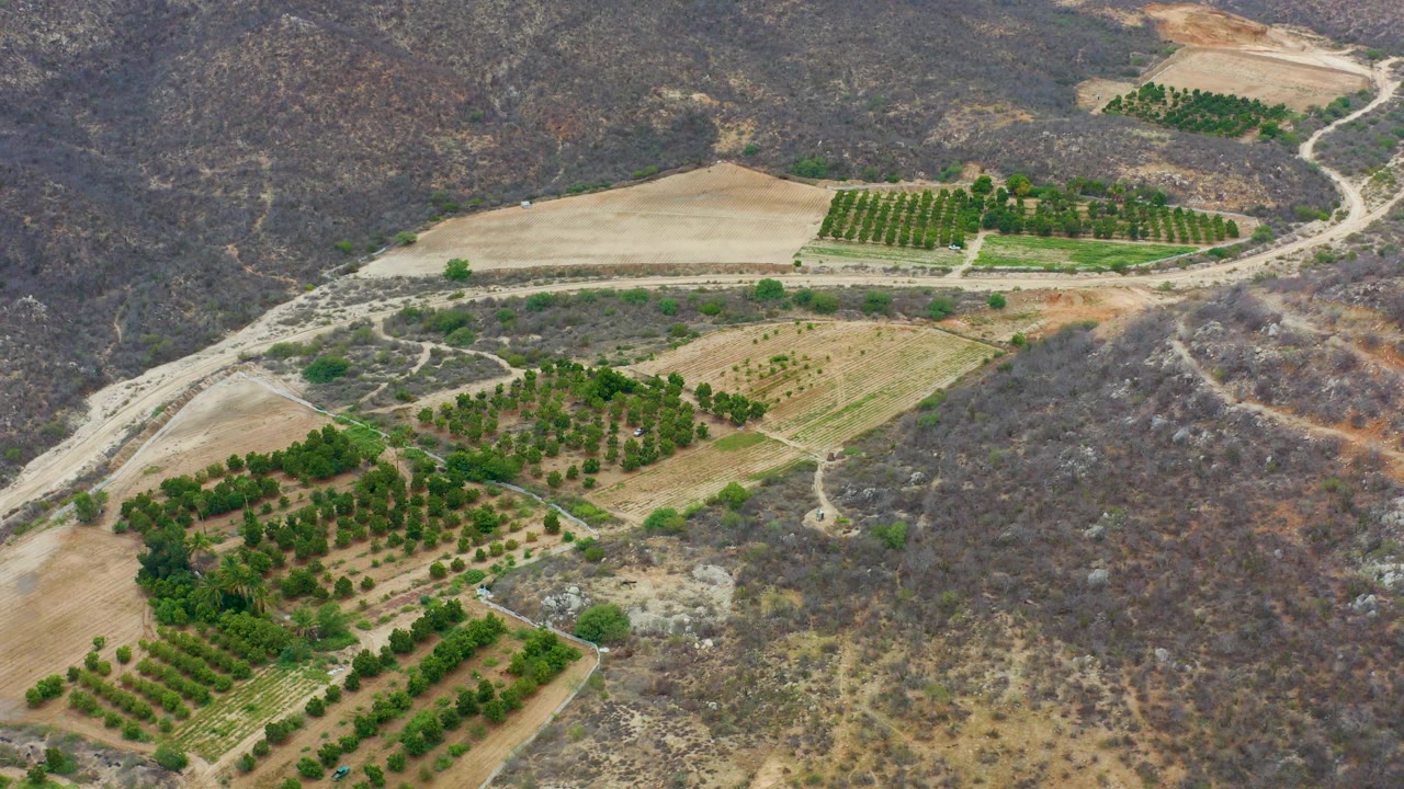 La Playita Los Cabos aerial frame with tan cultivated fields across the middle, green orchard blocks at the bottom and upper right, pale dirt roads, and no visible people.