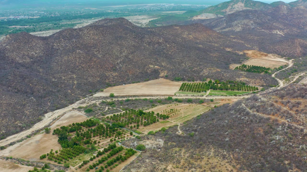 High aerial frame in La Playita Los Cabos showing green orchard rows at lower center, tan fields, curving dirt roads, surrounding scrub hills, and no visible people.