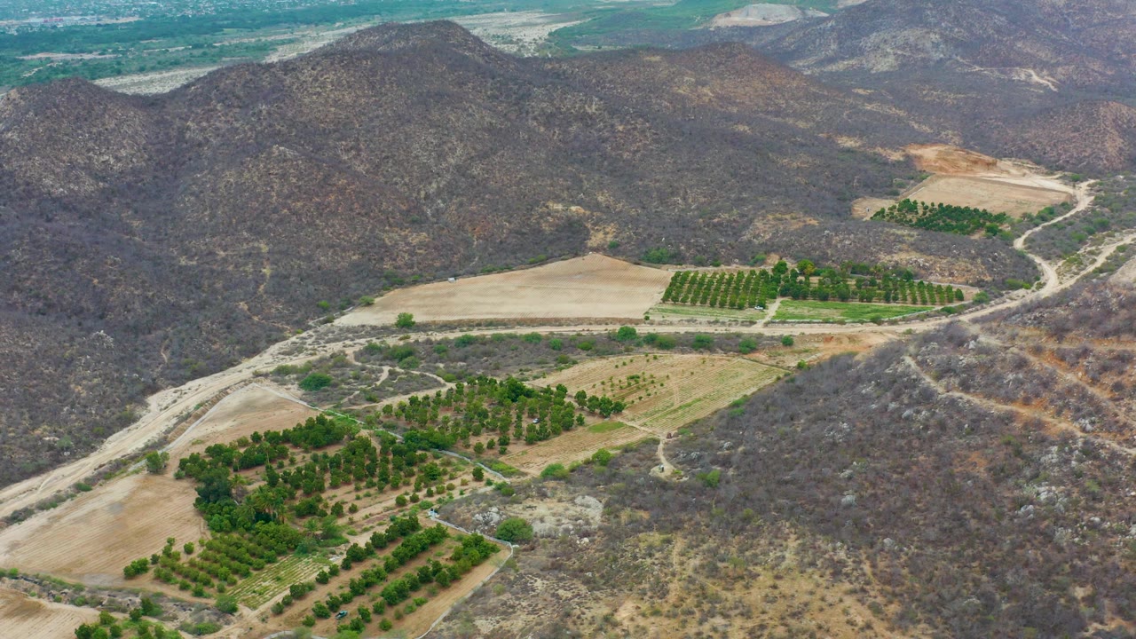 Mid-clip aerial frame over La Playita Los Cabos farmland, with orchards and pale fields partly framed by dry hills, dirt routes, and no visible people.