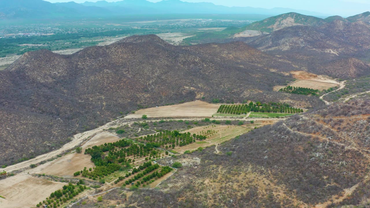 Drone view in La Playita Los Cabos with ordered green tree rows near the bottom center, dry ridges on both sides, pale fields in the middle distance, and no visible people.