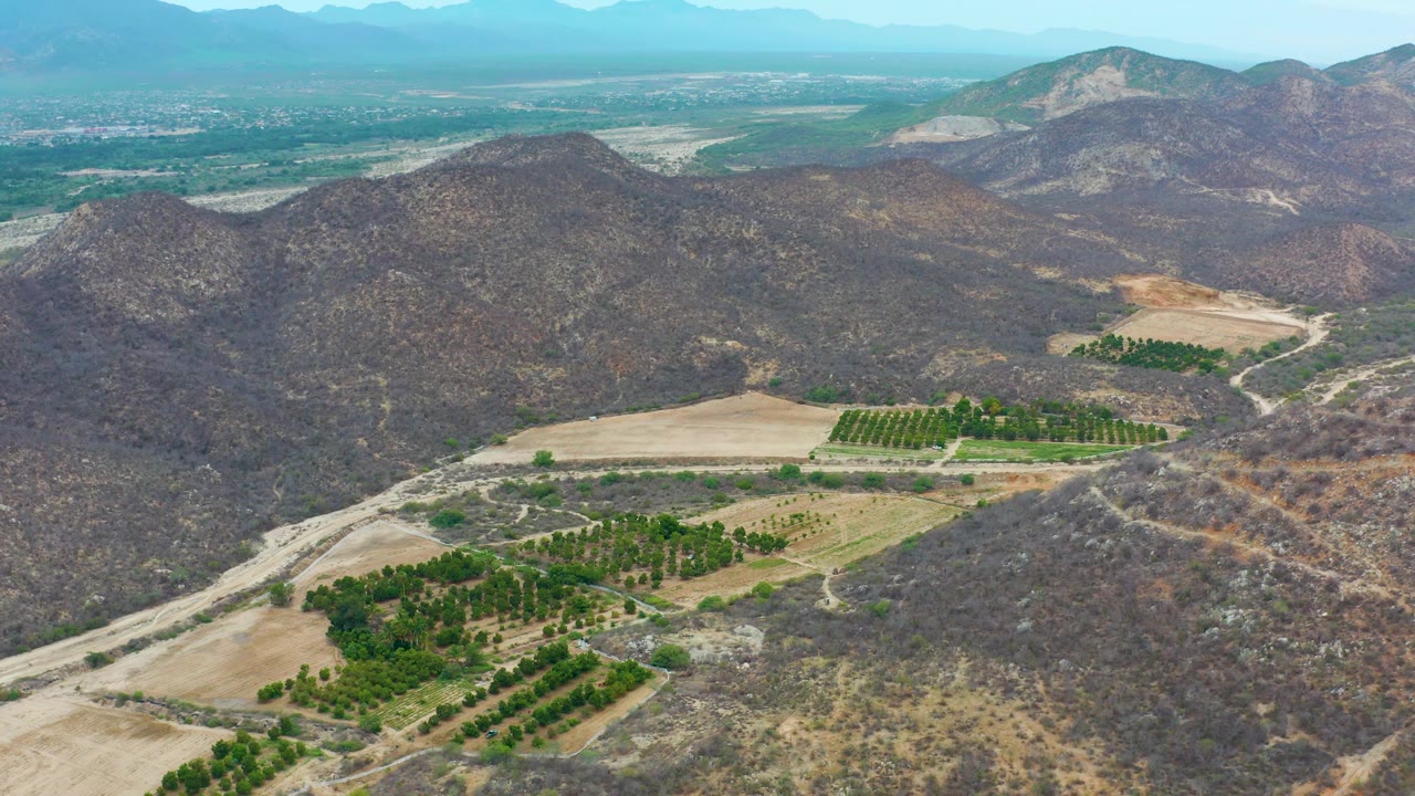 Wide aerial view over La Playita Los Cabos, with orchard rows low in frame, a pale rectangular field in the midground, dry hills rising behind, and no visible people.
