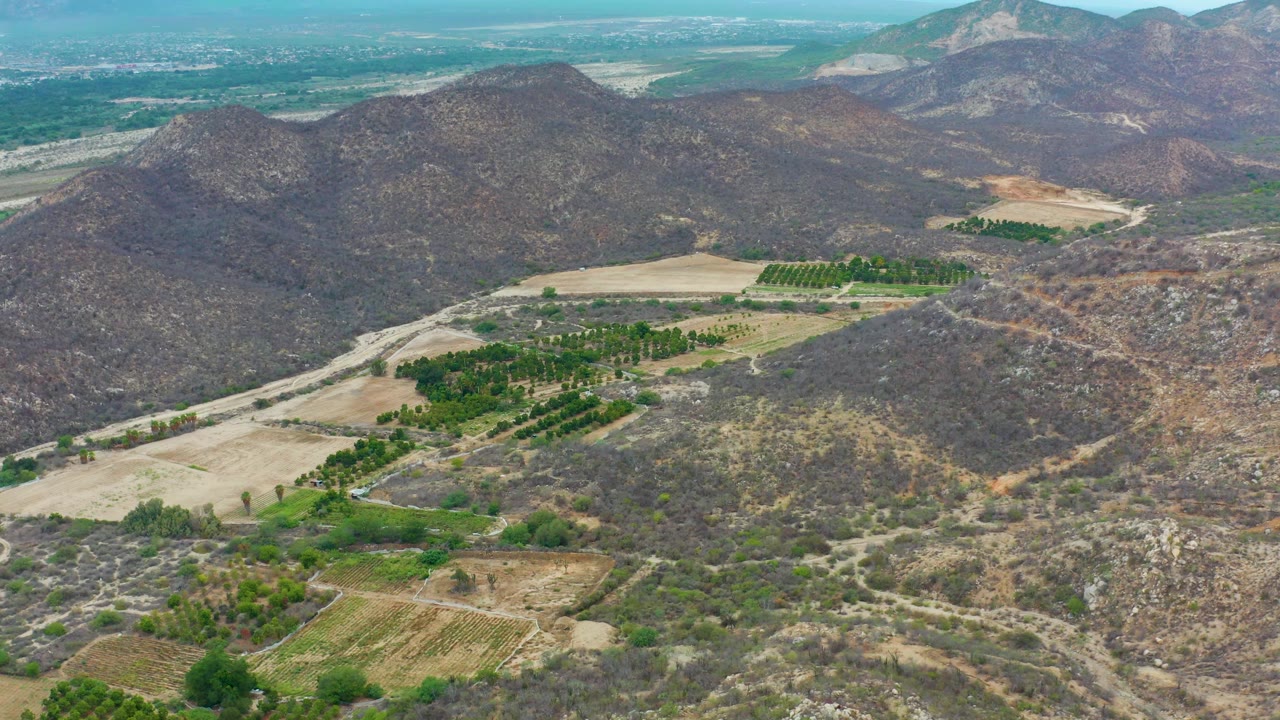 Aerial view in La Playita Los Cabos with green orchard rows in the midground, pale fields to the left, arid slopes around them, and no visible people.