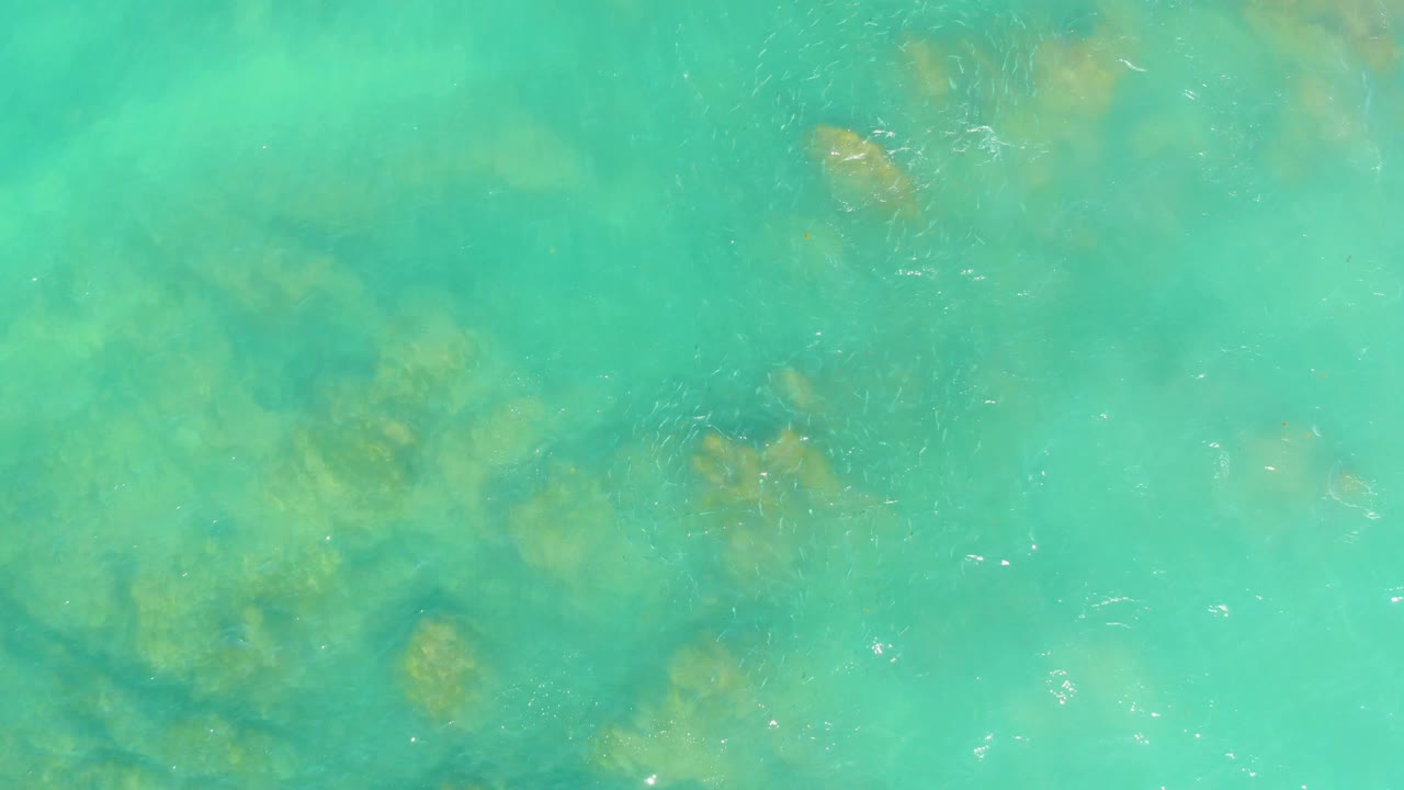 Aqua water fills the frame at El Tule Beach Los Cabos, with soft green-brown seaweed or coral forms visible beneath the rippled surface and no visible people.