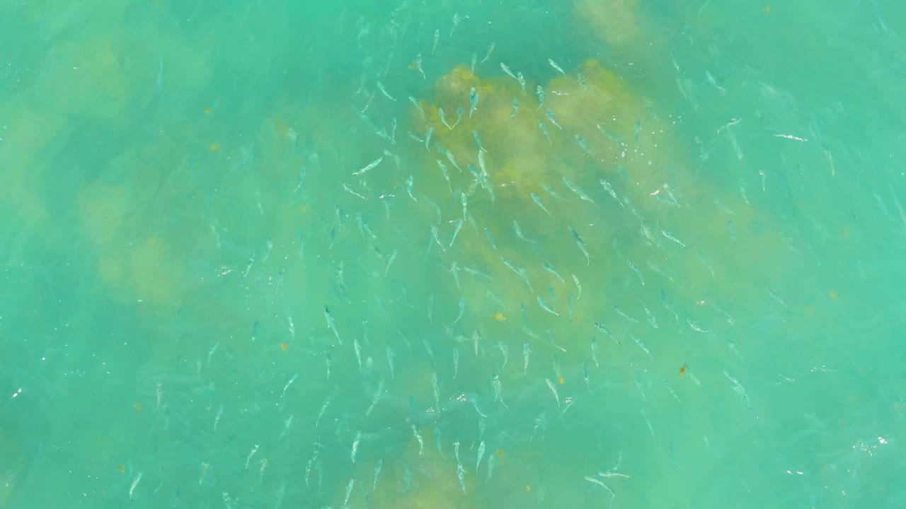 At El Tule Beach in Los Cabos, small fish cluster over clear turquoise water with submerged rock or coral patches below and no visible people.