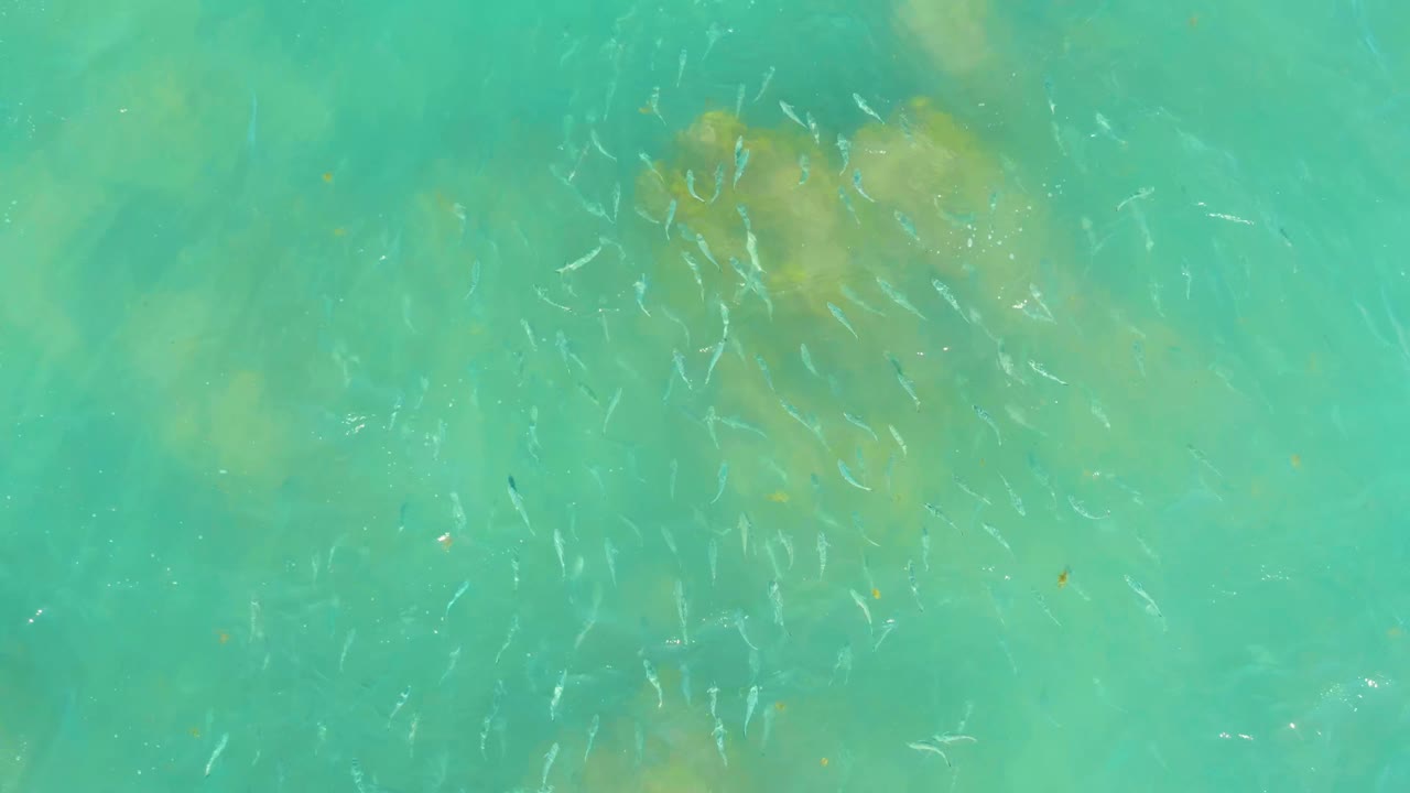 Small fish spreading across clear turquoise ocean water.