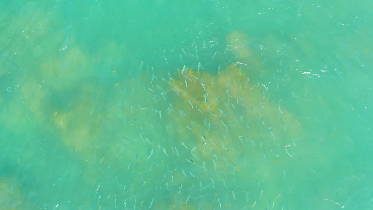 At El Tule Beach in Los Cabos, small fish drift near yellow-brown underwater rock or coral patches in turquoise water, with no visible people.