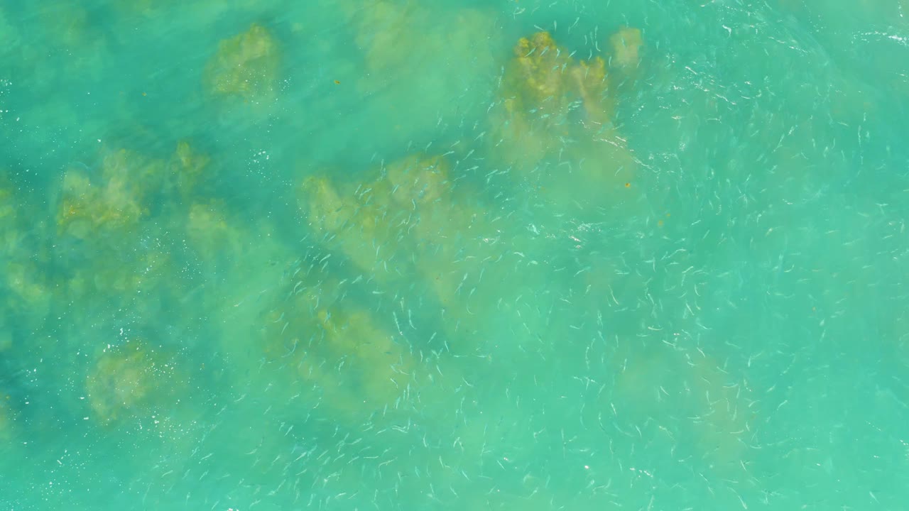 At El Tule Beach in Los Cabos, clear blue-green shallows show scattered darker coral or rock forms through surface ripples, with small fish visible as pale marks and no visible people.