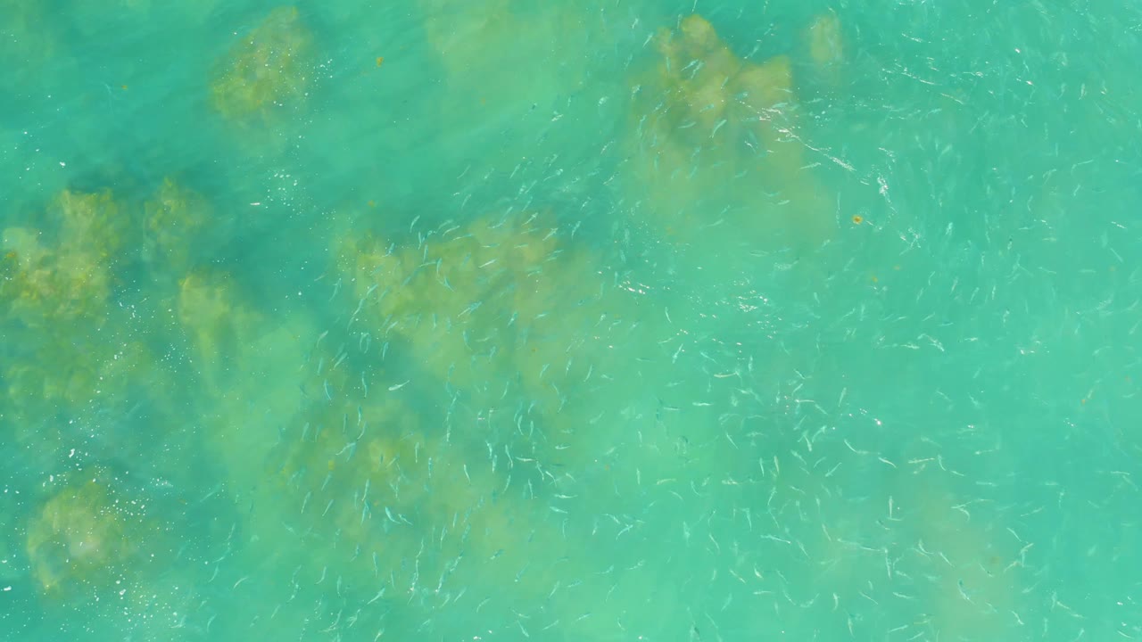 At El Tule Beach in Los Cabos, shallow turquoise water shows fish clustering as thin light streaks around darker seabed forms along the left and center, with no visible people.