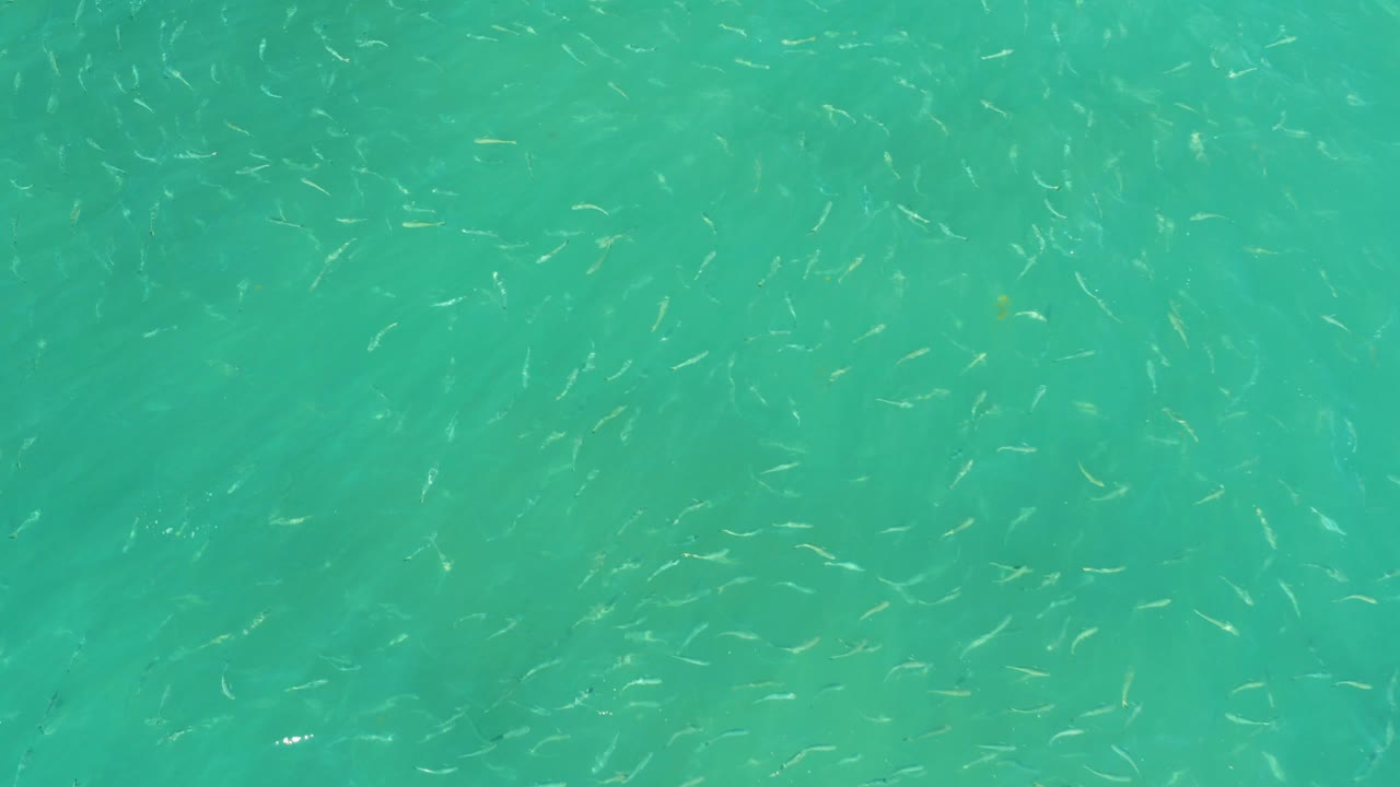 Small fish spread across clear turquoise water at El Tule Beach Los Cabos, with faint darker patches under the surface and no visible people.