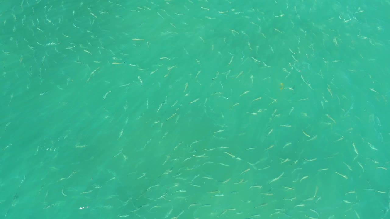 A loose school of small fish crosses green-blue water at El Tule Beach Los Cabos, with brighter surface flecks and no visible people.