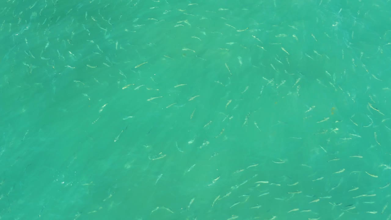 Tiny pale fish appear as thin moving marks in turquoise ocean water at El Tule Beach Los Cabos, with soft submerged color variation and no visible people.