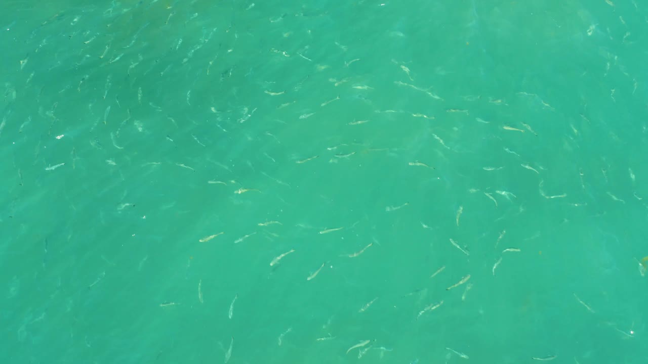 Small fish dispersed across shallow turquoise water.