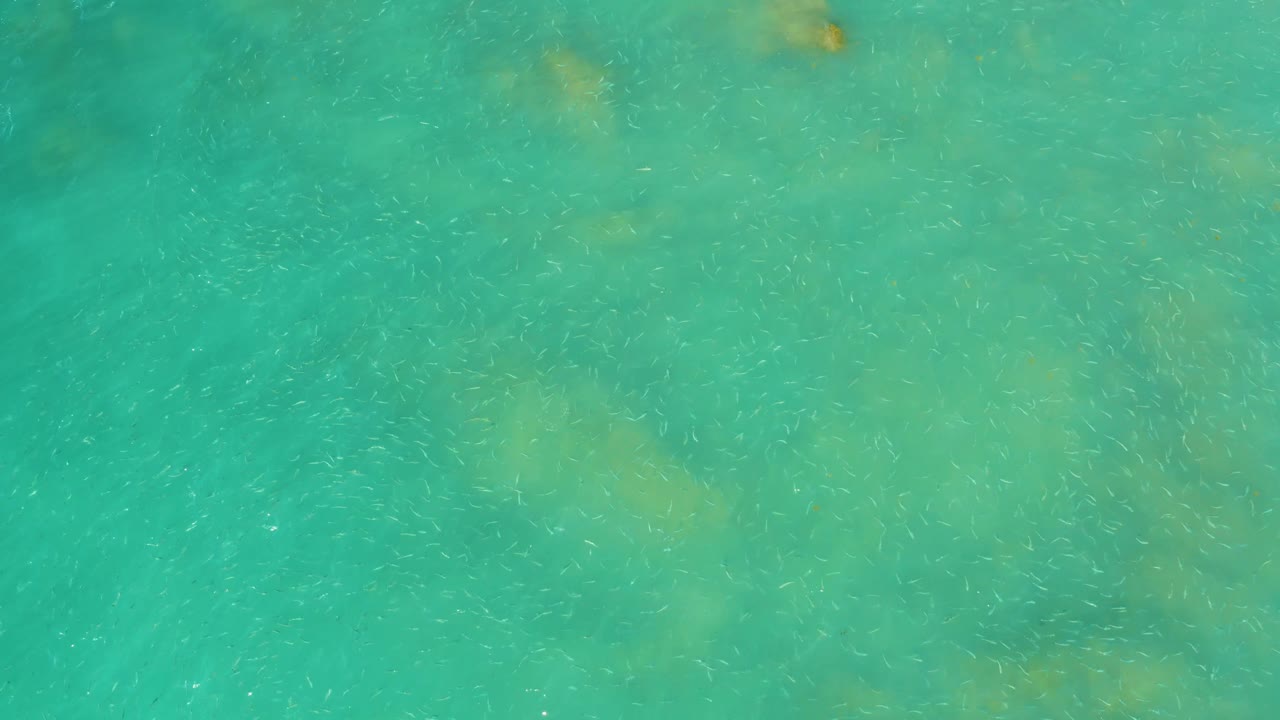 Green-turquoise water at El Tule Beach shows faint small fish beginning to appear through the surface, with no visible people.