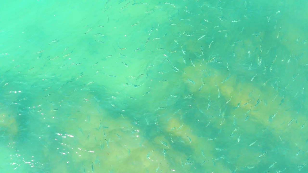 Small fish move through transparent turquoise water at El Tule Beach, with soft green and tan underwater patches visible beneath the surface and no visible people.