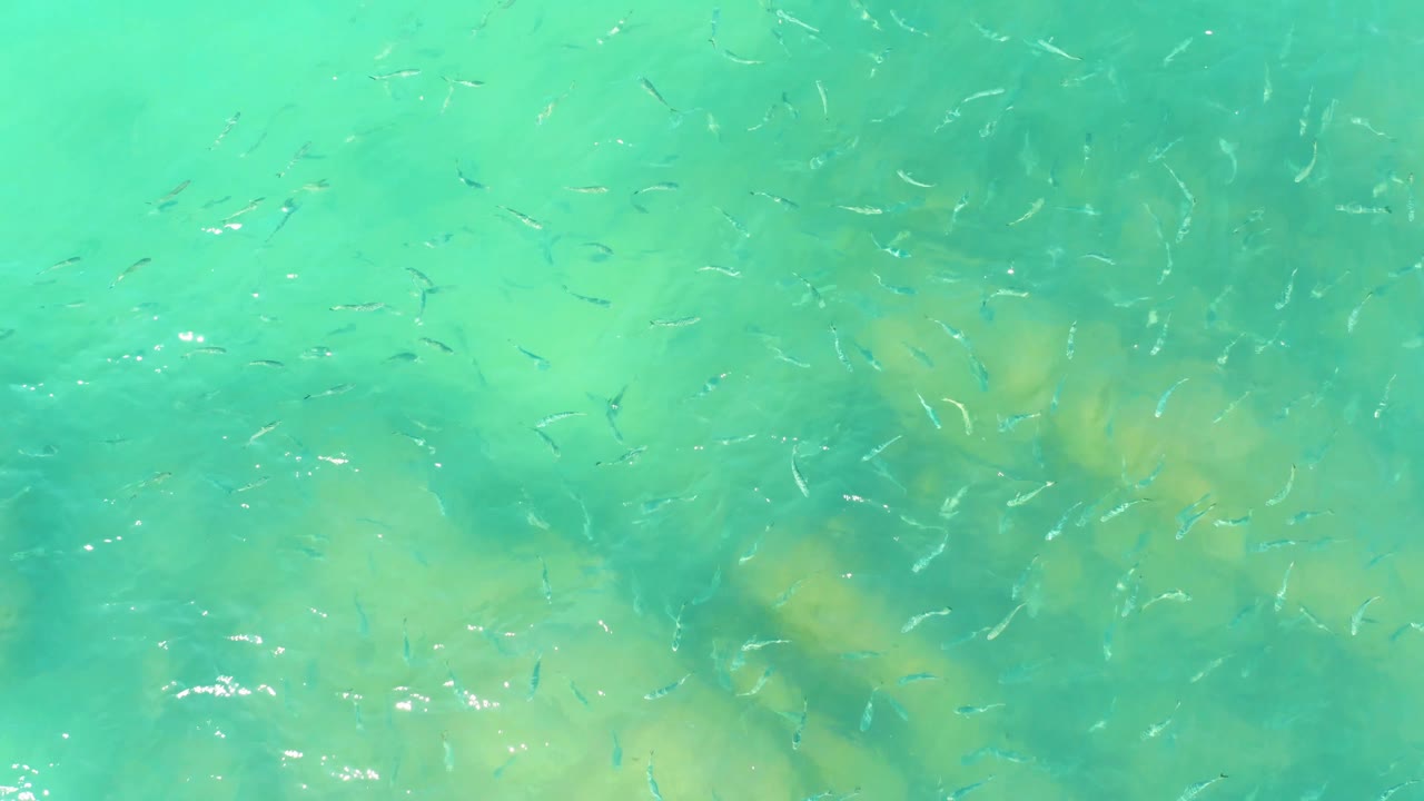 Scattered small fish appear as bright marks over rippled turquoise ocean water, with blurred rock or coral shapes below and no visible people.