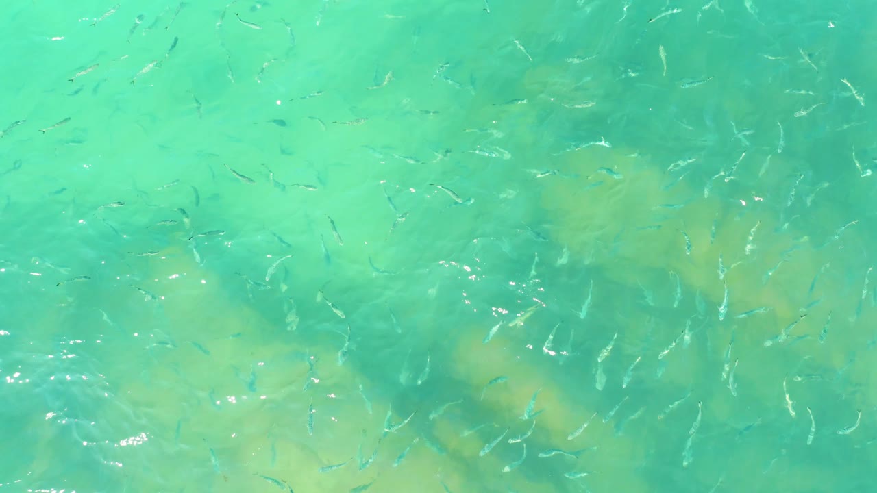 Clear green-blue water fills the frame at El Tule Beach, with small fish dispersed around pale submerged patches and no shoreline or people visible.
