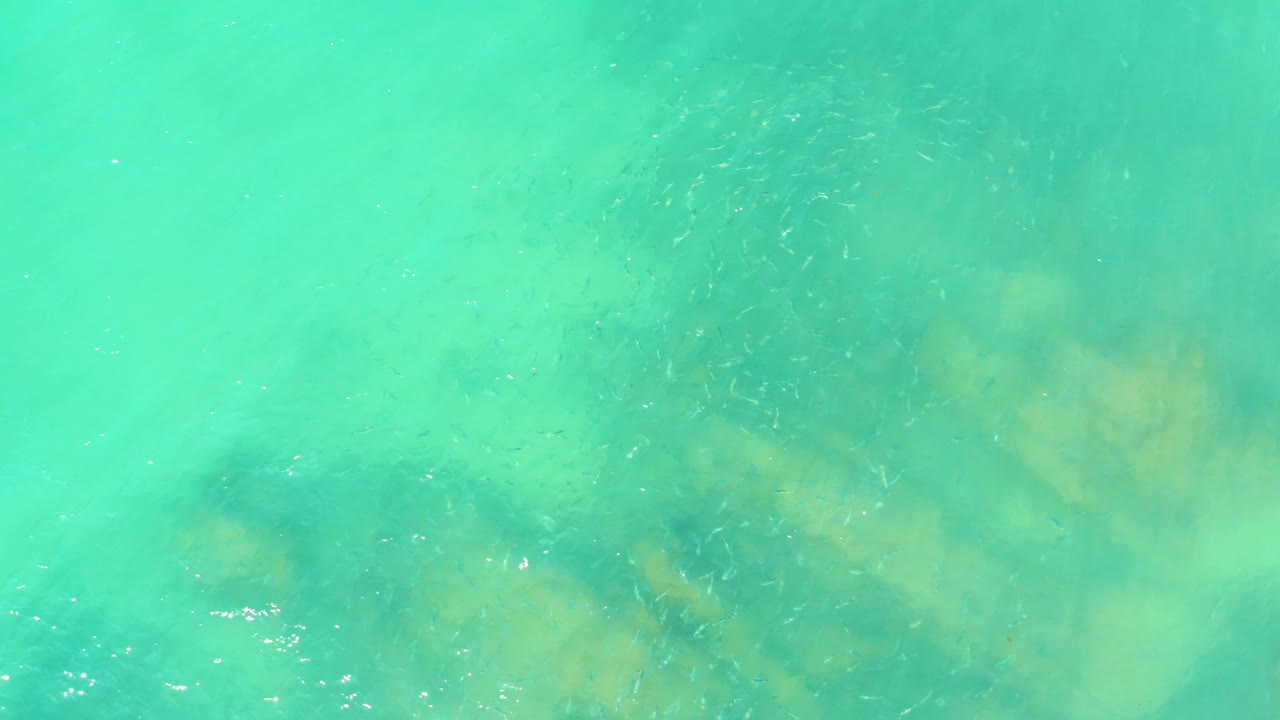 Small fish scattered over pale rocks in clear green-blue water.