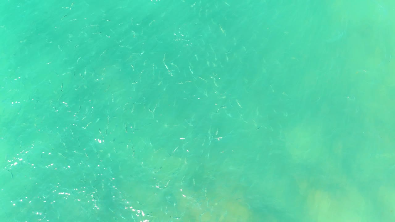 Small fish are scattered under turquoise shallow water at El Tule Beach in Los Cabos, with pale seabed tones visible and no visible people.