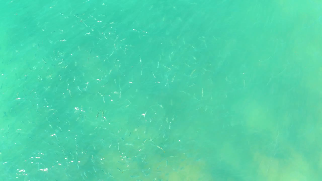 Small fish appear as pale marks across blue-green shallow water at El Tule Beach in Los Cabos, with soft sand color showing through and no visible people.