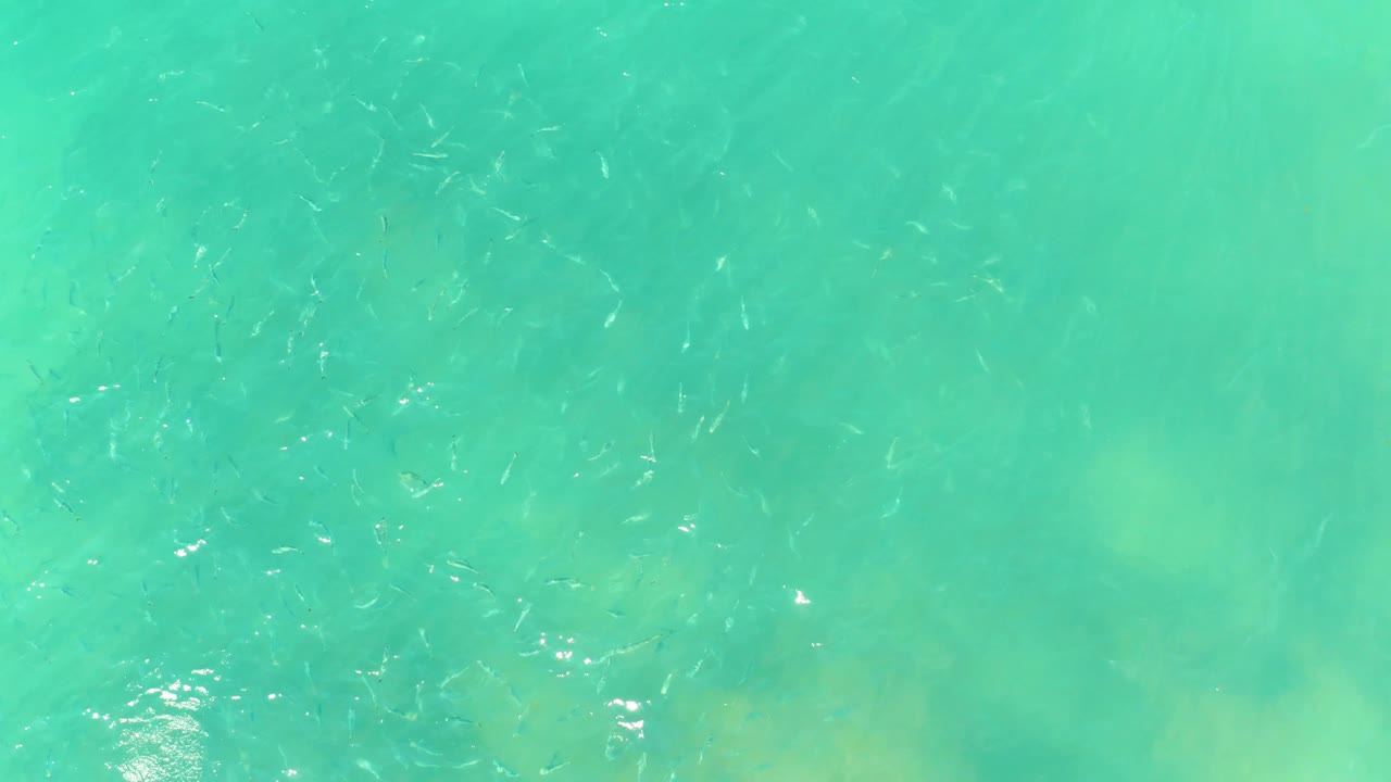 Turquoise ocean water with fish near the surface