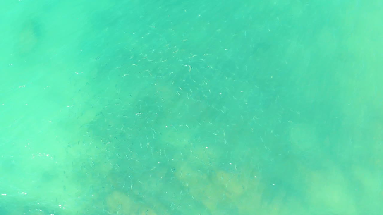 Small fish appear as fine dark marks across pale turquoise water at El Tule Beach, with soft seafloor color showing through and no visible people.