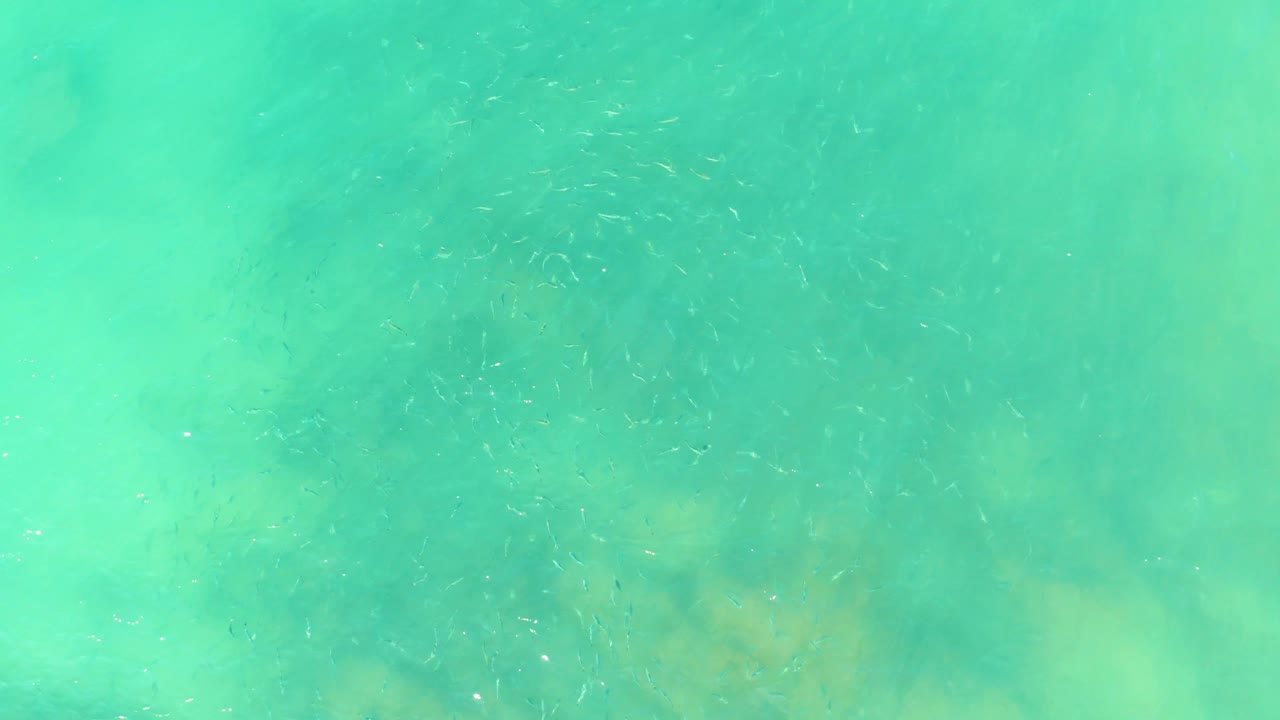 At mid-clip, the frame shows clear turquoise water over soft yellow-green seafloor patches, with small fish dispersed and no visible people.