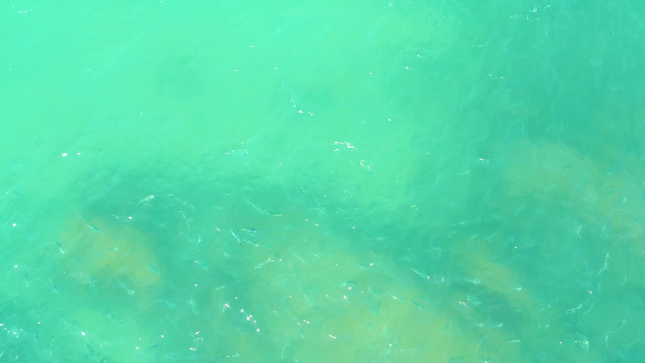Small fish moving through clear green-blue water