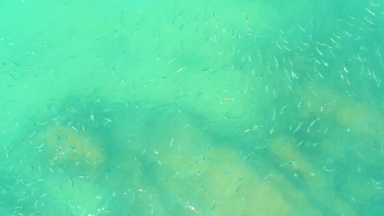 A loose school of small fish appears across the upper part of clear turquoise water, with pale rocks visible below and no visible people.