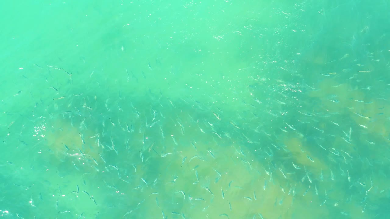 Fish are dispersed through a bright turquoise overhead view, with soft darker rock shapes below the water and no visible people.