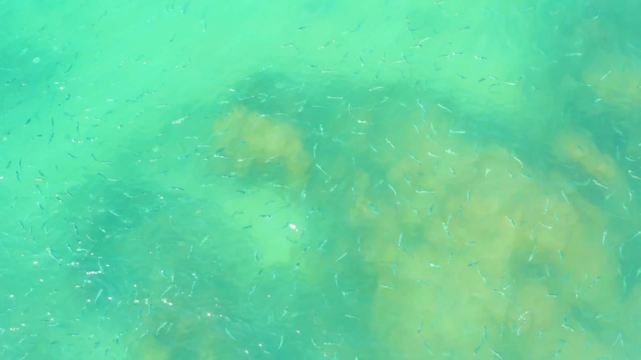A loose school of small fish crosses clear green water over yellow beige underwater rocks at El Tule Beach, with no visible people.