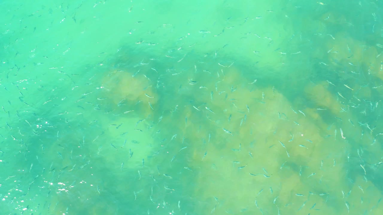 Tiny silvery fish are visible across turquoise water with soft pale rock forms below at El Tule Beach in Los Cabos, with no visible people.