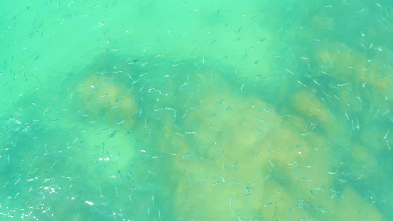Small fish appear around darker and lighter rock patches under green water at El Tule Beach, with no visible people or built objects.