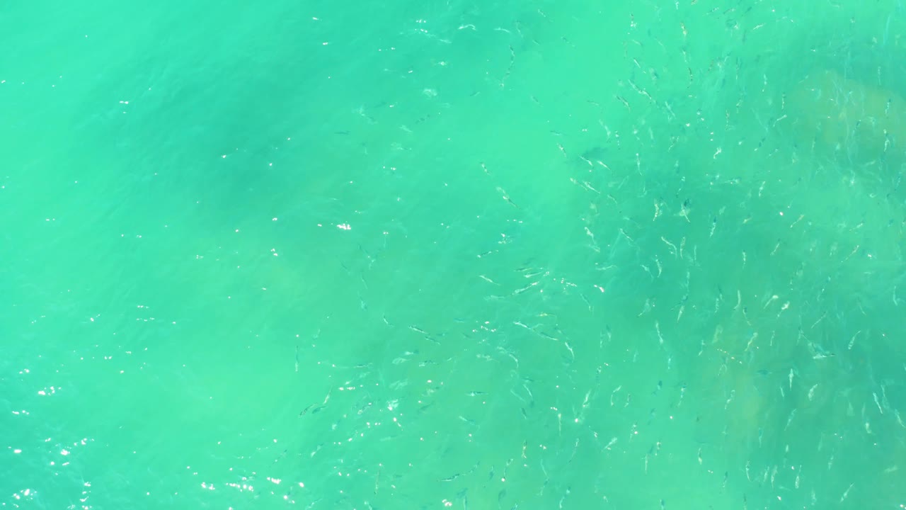 A denser patch of small fish gathers near the center of the turquoise water, with soft seabed color below and no visible people.
