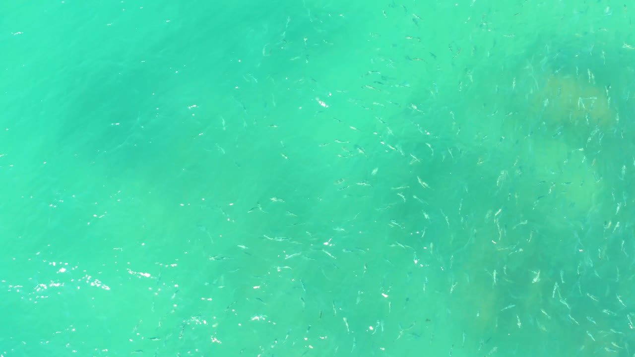Small fish scatter across sunlit shallow water at El Tule Beach, with a pale seabed visible through the turquoise surface and no visible people.