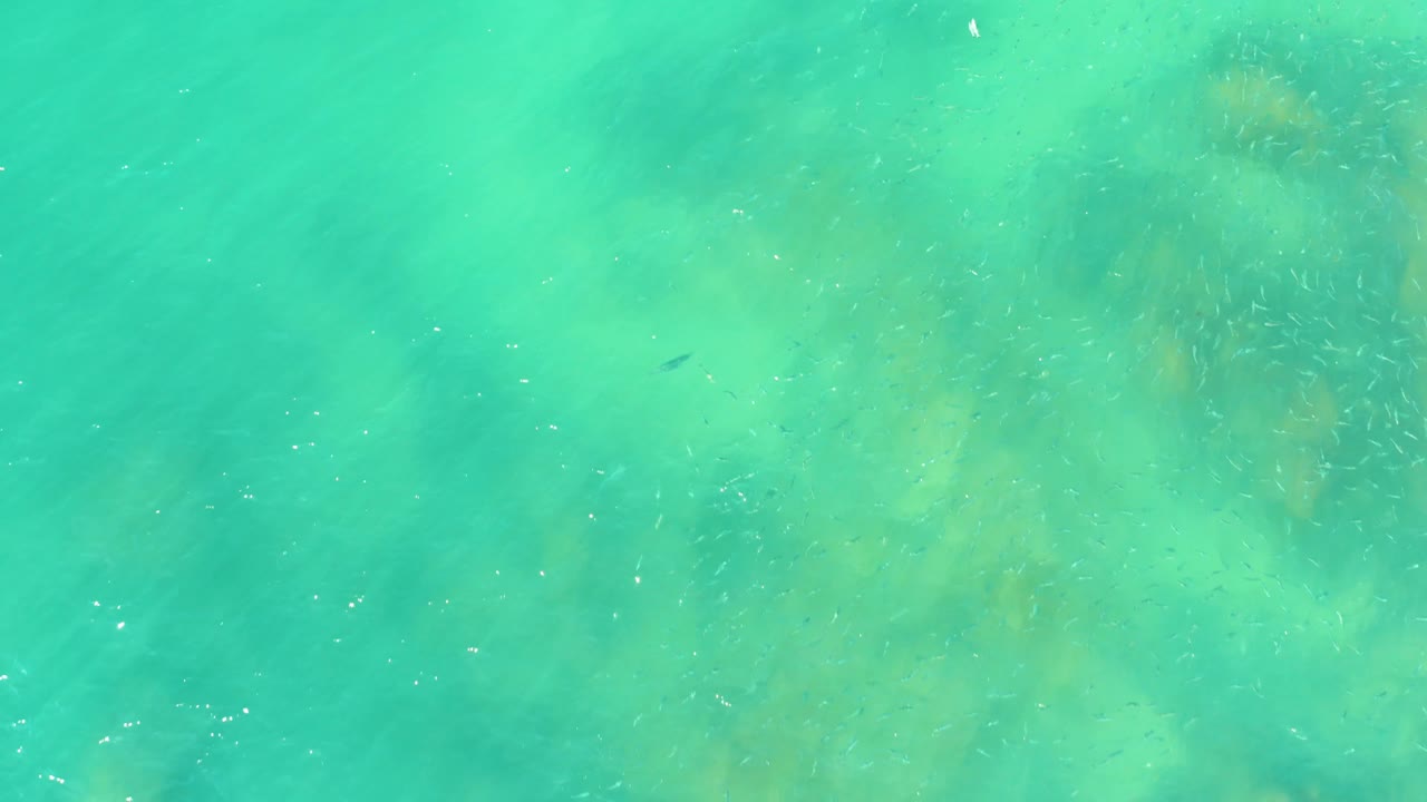 At El Tule Beach in Los Cabos, fish specks pass through clear turquoise water with a darker rocks or coral patch near the upper right, with no visible people.