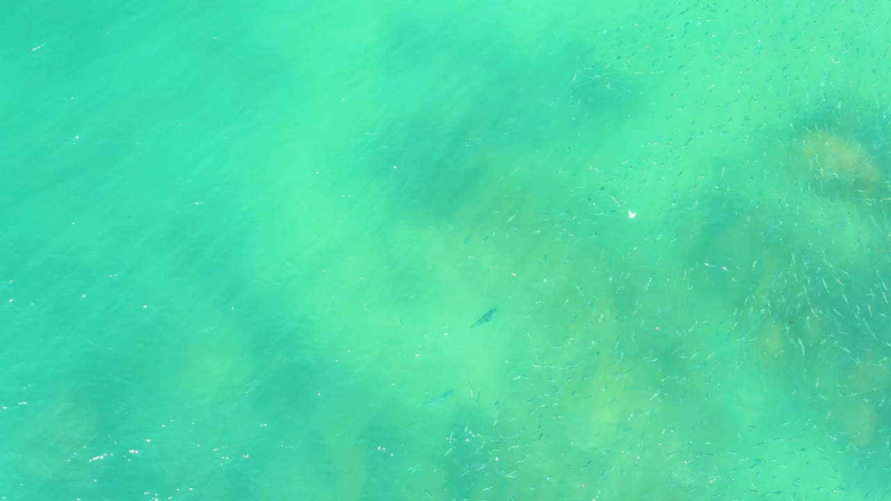 At El Tule Beach in Los Cabos, a dispersed school of small fish crosses clear shallow turquoise water above a pale seabed, with no visible people.