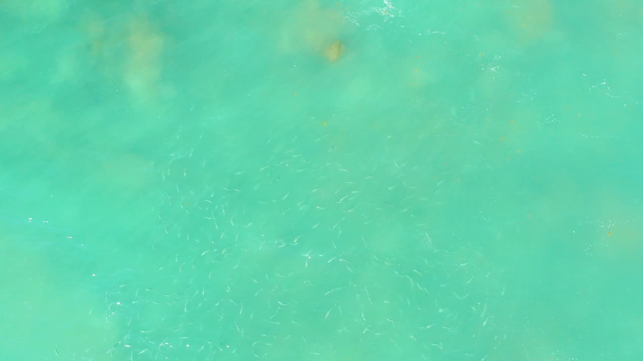 Downward view over blue-green shallow water at El Tule Beach Los Cabos, with ripples on the surface and faint fish movement over coral-like shapes below, no visible people.