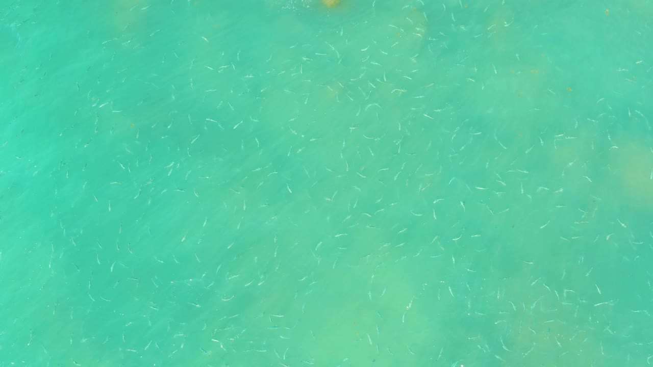 At El Tule Beach Los Cabos, tiny pale fish are scattered across clear turquoise shallow water near faint sandy patches, with no visible people.