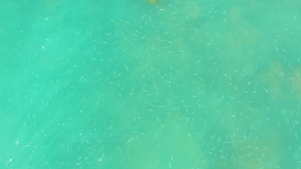 Tiny fish show as short pale streaks under turquoise water at El Tule Beach Los Cabos, while the frame remains filled only by water and no visible people.
