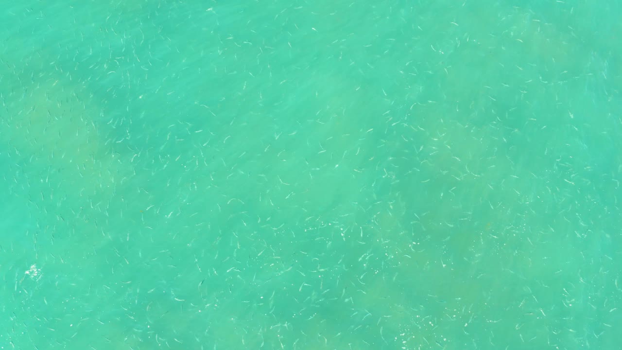 At El Tule Beach in Los Cabos, turquoise shallow water fills the frame with many small pale fish and faint seabed patches below, with no visible people.