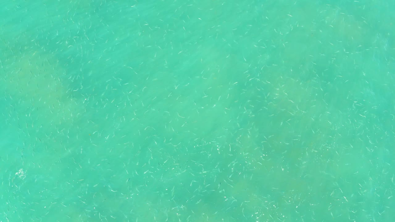 A dense scatter of small fish is visible across clear green-blue water at El Tule Beach, with muted coral or rock shapes showing through the shallow bottom and no visible people.