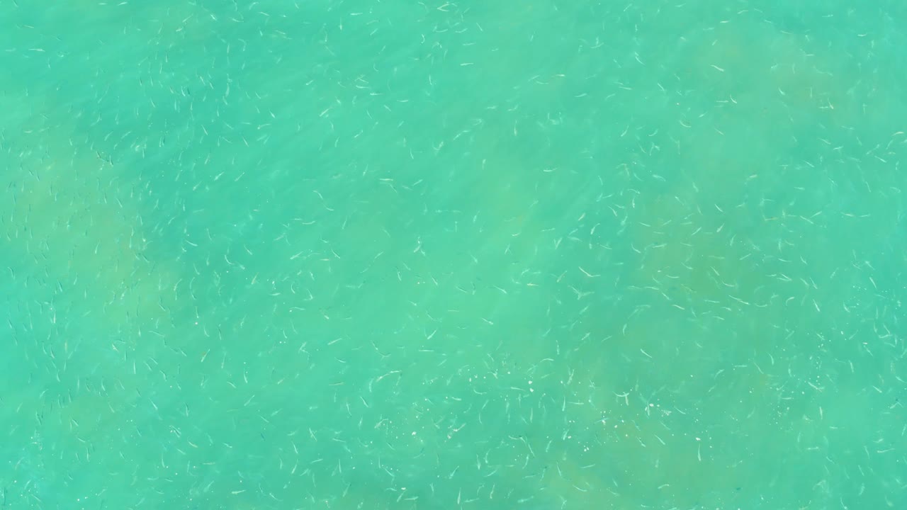 Turquoise water at El Tule Beach shows small fish clustered in fine streaks over a lightly mottled seabed, with no shoreline, boats, or people visible.