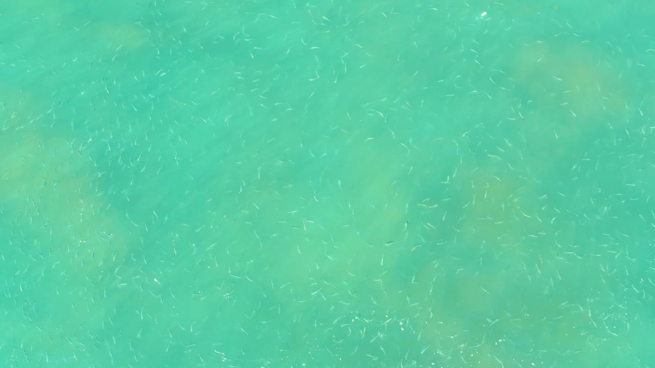 Small fish continue across the shallow turquoise water at El Tule Beach, with pale seabed texture and soft greenish patches visible beneath the surface and no visible people.