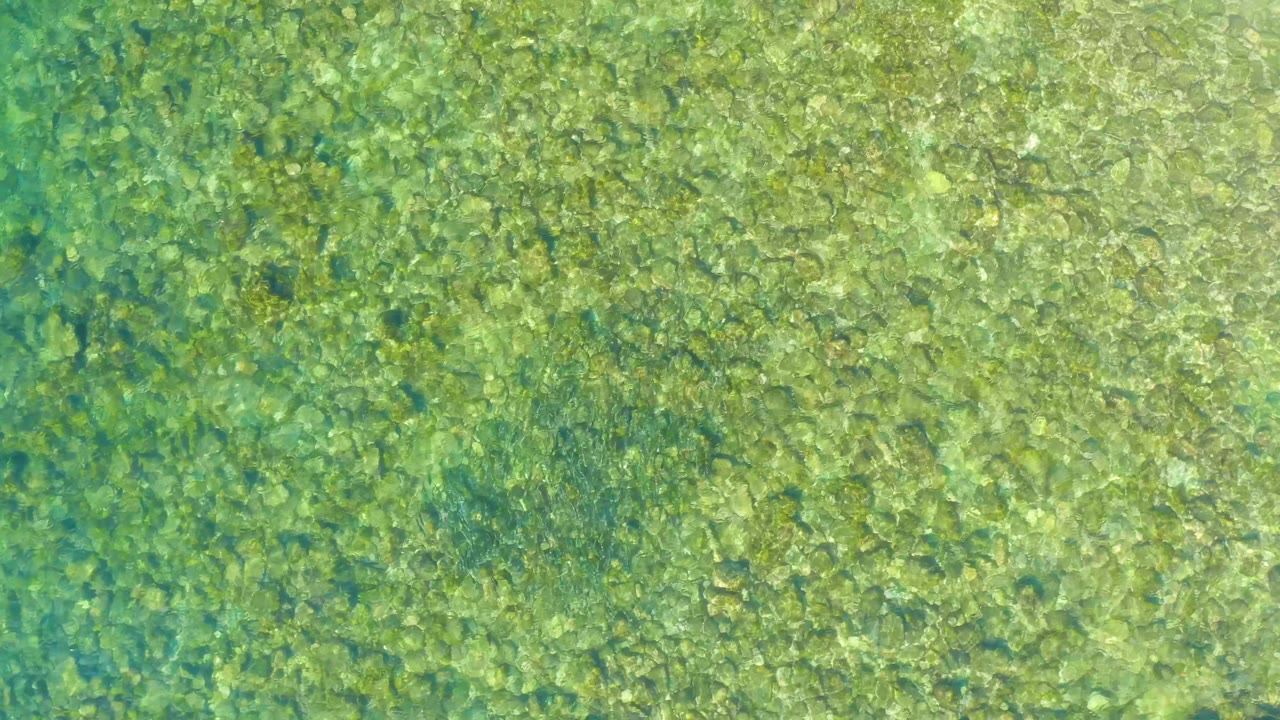 Shallow clear water with green and brown seabed texture.