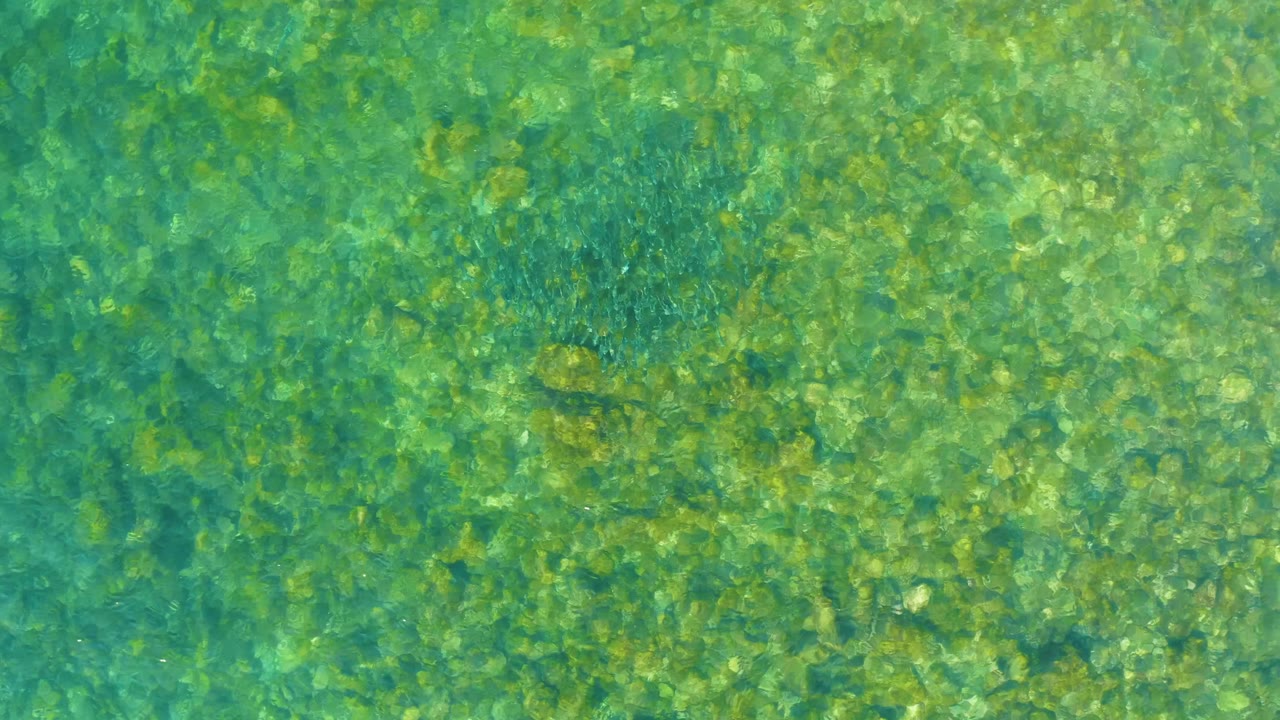 Clear green-blue water over a yellow-green rocky seabed with a dark fish cluster.
