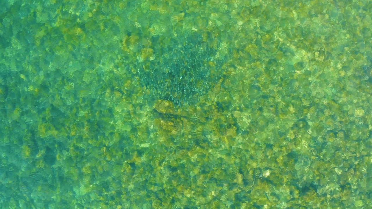A top-down view at El Tule Beach Los Cabos shows turquoise water, mottled seabed color, and small dark fish shapes gathering near the middle, with no visible people.