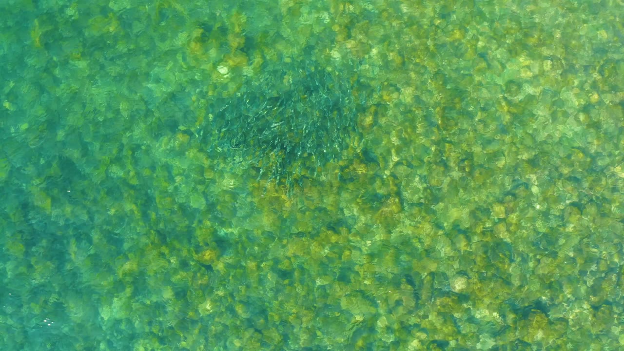 Clear greenish water at El Tule Beach Los Cabos reveals a darker fish school over a rocky underwater bottom, with no visible people.