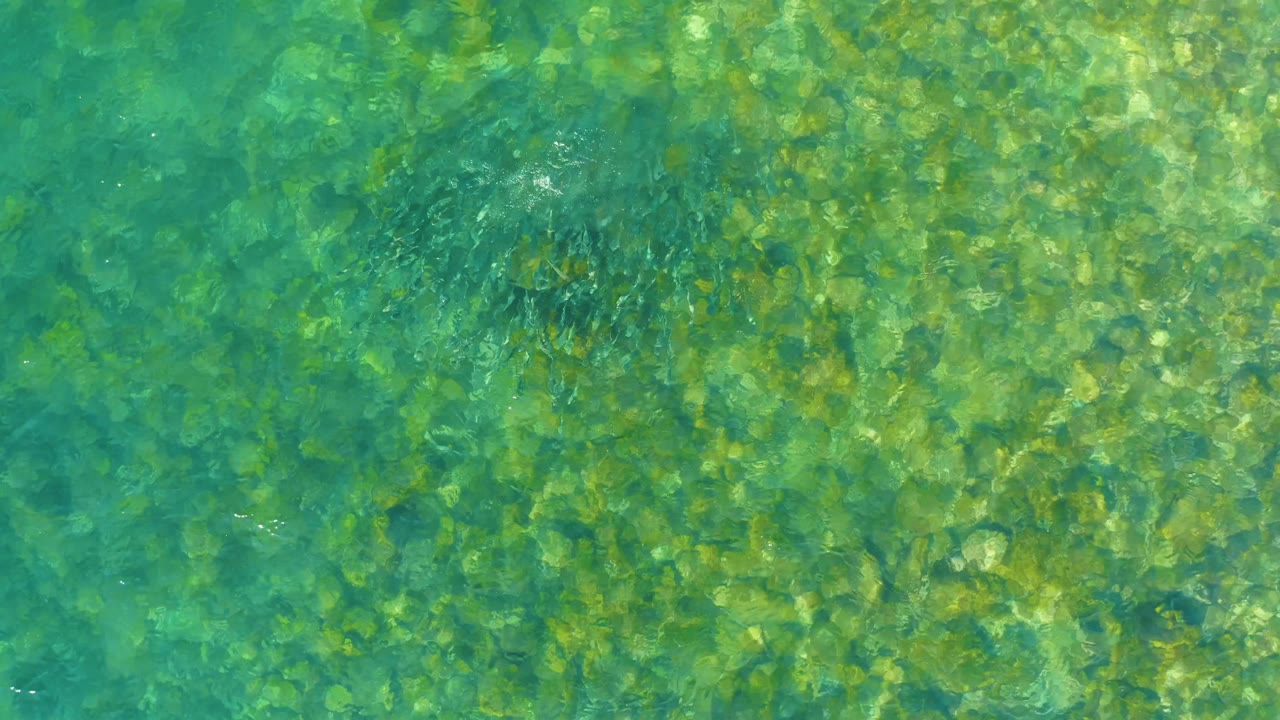 At El Tule Beach Los Cabos, shallow clear water exposes dense seabed texture while a faint dark cluster of fish sits slightly below center, with no visible people.